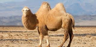 The fur or coat on a. Buff State Biology On Twitter Happy Hump Day Every Wednesday We Will Present A Camel Fact Did You Know Humps On The Camels Back Do Not Store Water Though They Come From