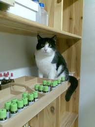 Tierarztin Dr Ines Kitzweger Tier Homoopathie Tumor Beratung