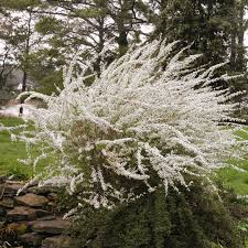 Image result for Spiraea prunifolia