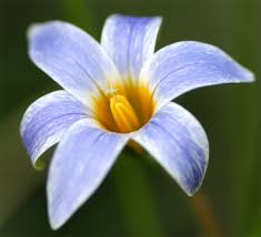 Image result for Romulea
