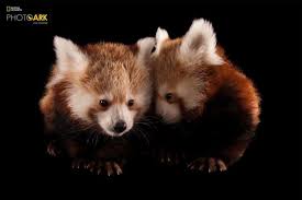 A Pair Of Red Panda Cubs Ailurus Fulgens At The Lincoln Children S Zoo Lincoln Nebraska United States Endangered Animals Animal Photo Red Panda