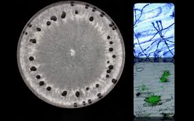 Image result for Sclerocroton