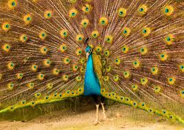 Peacock Peacock Expanding Its Feathers Animal Bird Birds Feathers Merak Pavo Peacock Peafowl Plumage W Animals Beautiful Animal Photography Animals