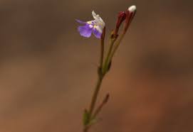 Image result for Linderniella wilmsii