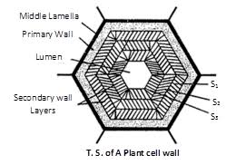 The animal cell has no cell wall and it. Jee Main Jee Advanced Cbse Neet Iit Free Study Packages Test Papers Counselling Ask Experts Studyadda Com