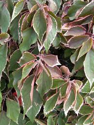 Image result for Acalypha