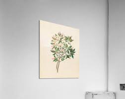 Image result for Hyperacanthus amoenus