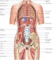 Anatomy physiology of female repro. The Female Body Anatomy Anatomy Drawing Diagram