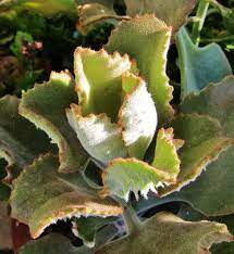 Sweetstuff S Sassy Succulents Moody Monday Cacti And Succulents Plants Succulents