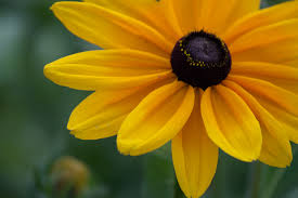 Charging power companies sunshine flower technology safety training for life escort charging power companies su. Yellow Flower Close Up Free Stock Photo Negativespace