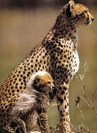 Pin Van Sessiz Yolcu Op Allatok Animals Dieren Wilde Dieren Schattige Dieren