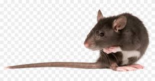 Free Png Download Rat Left Png Images Background Png Rats Transparent Png Download 850x419 3259615 Pngfind Brown rat mouse rodent black rat fancy rat, lovely blue png. free png download rat left png images