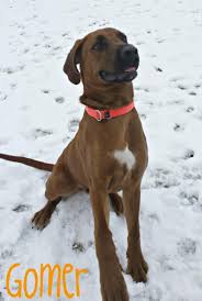 Maybe you would like to learn more about one of these? Adopt Gomer On Petfinder Great Dane Dogs Great Dane Redbone Coonhound