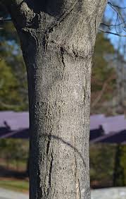As young silver maples mature, their thin, smooth bark thickens. Sugar Maple Campus Trees