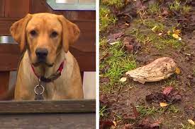 Dog Digs Up Woolly Mammoth Tooth Right In His Backyard Mammoth Tooth Wooly Mammoth Dogs With Jobs