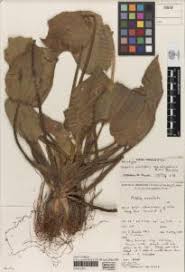 Image result for Ottelia fischeri