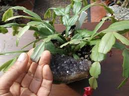 If you already have a collection of christmas cactus in your garden or in your home for a couple of years now, you might want to repot them to make their blooms even livelier. Why Your Christmas Cactus Goes Limp After Flowering Schlumbergera Rhipsalidopsis Hatiora Youtube