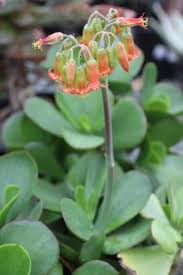 Image result for Cotyledon barbeyi