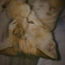 Pakai filter snapchat, transformasi cowok berkumis ini bikin kaget; Qenti Qentiayu Profil Pinterest