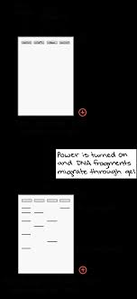 Paternity tests offer answers to these questions with scientific evidence. Gel Electrophoresis Article Khan Academy