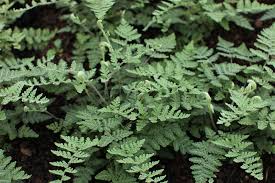 Image result for Cheilanthes
