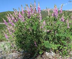 Image result for Hedysarum