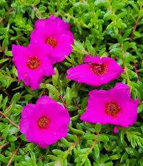 Image result for Portulaca