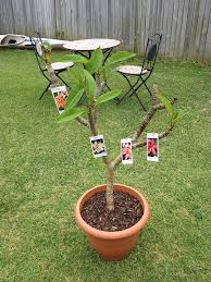 Sydney Frangipani Growers Frangipani Growers Plant Sale