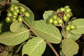 Image result for Crossopteryx