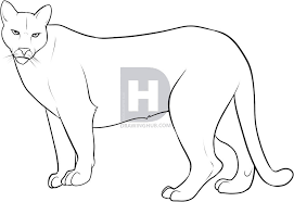 Learn to draw a mountain lion by understanding the underlying anatomy. Drawing Skill Lion Drawing Color Easy