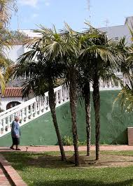 Image result for Syagrus