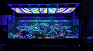 Amazing Japanese Reef Tank Under Atlantik V4 Led Lighting Orphek
