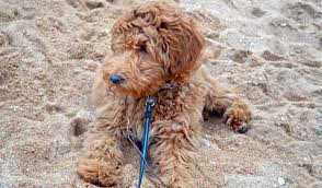 Look at pictures of puppies in detroit these adorable pups are available for adoption in detroit, michigan. Red Goldendoodle Puppies In Michigan By Brooke View Doodles Red Mini Goldendoodles