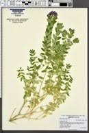 Image result for Polygala melilotoides