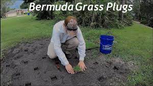 Planting Bermuda Grass Plugs Grass Plugger Grass Plug Plugging Youtube Grass Plugs Bermuda Grass Grass