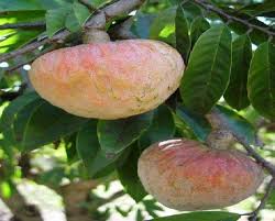 Image result for Annona reticulata