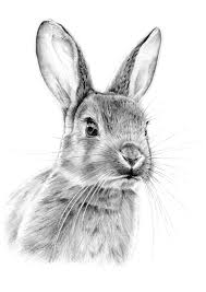 Pencil Bunny From Eatsleepdraw Facepaintingideasforadults Dieren Tekenen Dieren Konijn Kunst