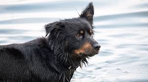 Below is a sample search of our bernese mountain dog breeders with puppies for sale. Bernese Mountain Dog German Shepherd Mix Breed Info Facts More