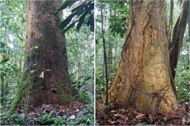 Image result for Gilbertiodendron