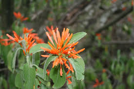 Image result for Justicia spicigera