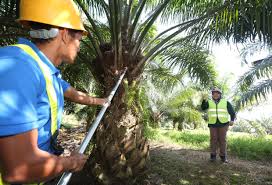 The plantation and commodities sector, comprising oil palm, rubber, timber, cocoa, pepper and tobacco has contributed significantly to the country's economic development for. Govt Looking Out For Commodity Players The Star
