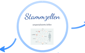 Stammzellen Prasentation 1 By Anke Ka On Prezi Next