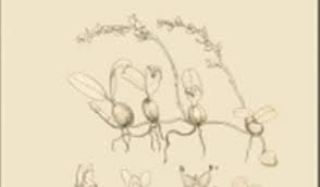 Image result for Phyllorachis