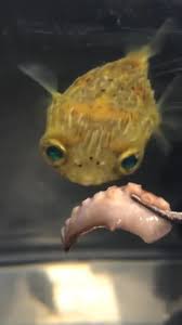Porcupine Puffer Fish Created By Chris Lowe Popular Songs On Tiktok