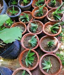 Alhamdulillah harini diberi kesempatan untuk berkongsi sikit cara saya semai pokok nenas. Cara Tanam Nenas Teknik Belahan Jambul Satu Jambul Boleh Dapat 4 Anak Pokok Is Locked Cara Tanam Nenas Teknik Belahan Jambul Satu Jambul Boleh Dapat 4 Anak Pokok