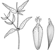 Image result for Enydra