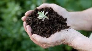 Then, add in some cotton bur compost and expanded shale. Must Reads The One Gardening Mistake You Can T Afford To Make Los Angeles Times