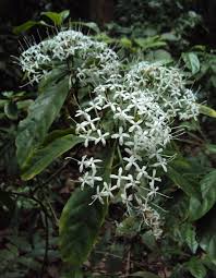 Image result for Pavetta sp. A