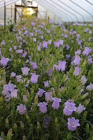 Campanula Champion Pro Lavender Flower Farm No Till Farming Flower Farmer