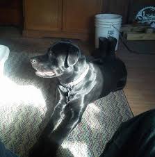 Maybe you would like to learn more about one of these? Northern Lights Labrador Retriever And Pointing Labs Home Facebook